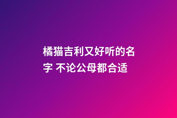 橘猫吉利又好听的名字 不论公母都合适